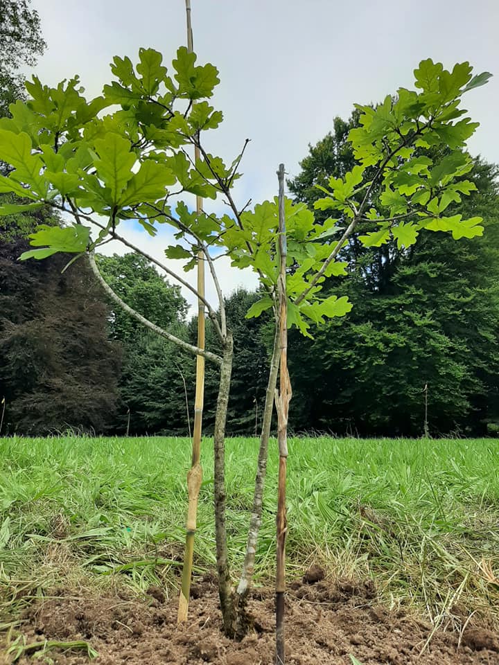 Empty Columns Are A Place To Dream 11 Birr Castle GArdens MArta Janik Oak