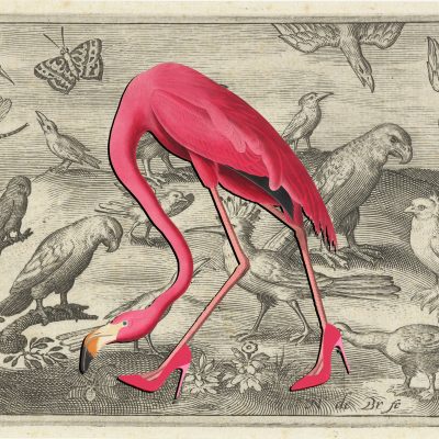 xhop en andere vogels nicolaes de bruyn 1594