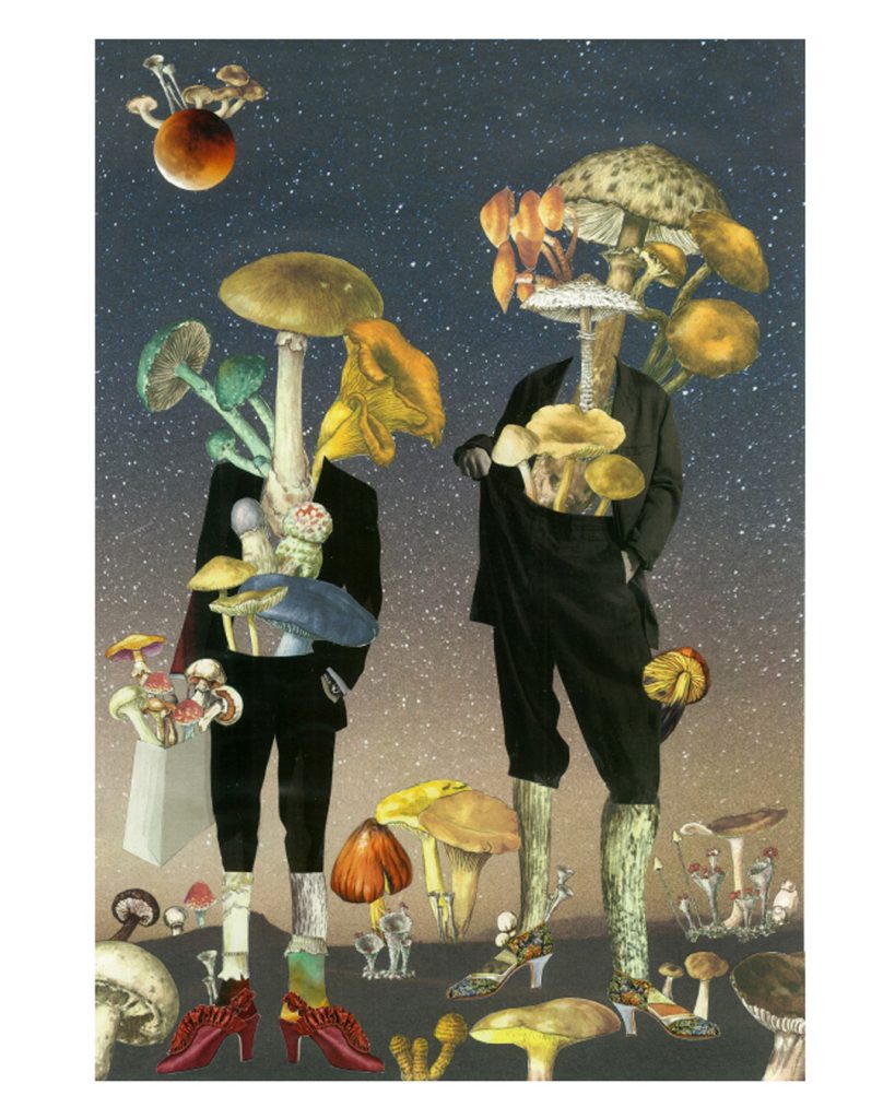 kolaz w polsce grzyby